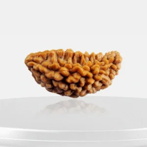 1 Mukhi Rudraksha