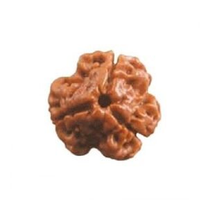 3 Mukhi Rudraksha