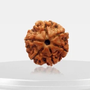 6 Mukhi Rudraksha