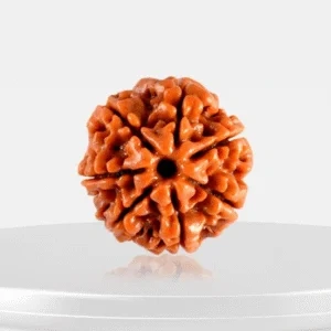 7 Mukhi Rudraksha