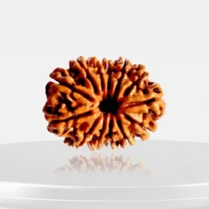Vaidik Jyotish Anusandhan Kendra, site icon, favicon, Astrology, Horoscope, Horoscope today, zodiac sign, Kundali, birth chart, astrology india, astrology signs, 13-mukhi-rudraksha